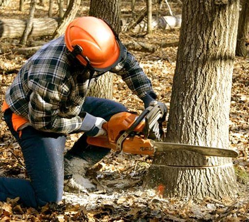 Tree Removal in Rotan, TX